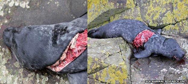 Lacerated seal pup