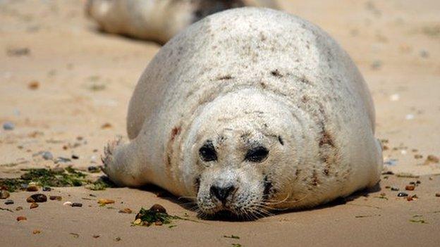 Common seal