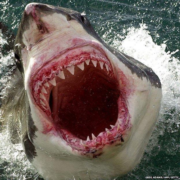 A great white shark breaching the surface