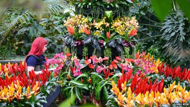 Orchid festival