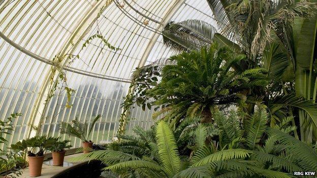 Palm House Kew