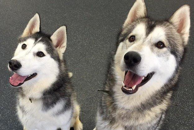 Husky dogs