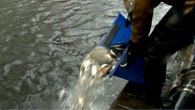 Fish being tipped from a bucket