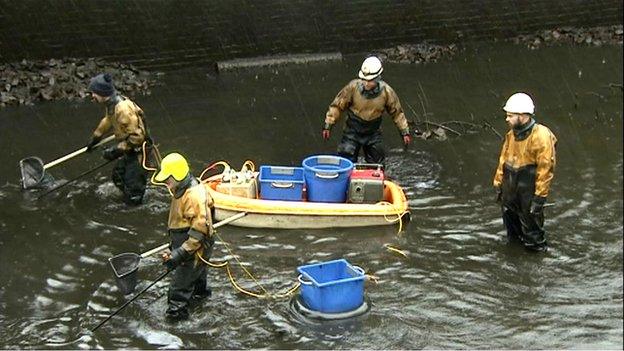 Fish being caught