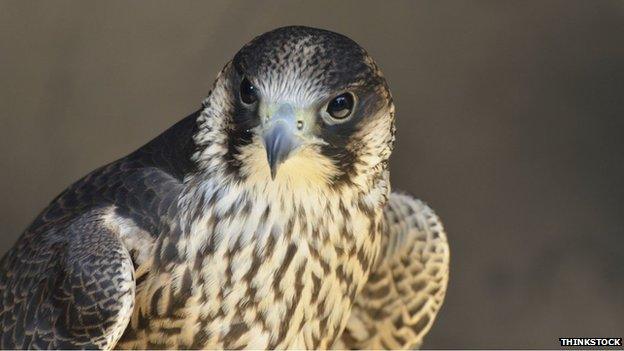 generic peregrine falcon