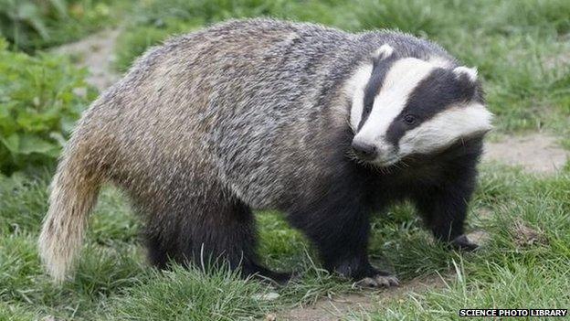 Badger