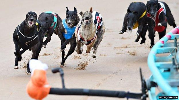 General view of race meeting at The Meadows Greyhound track on February 18, 2015 in Melbourne, Australia.