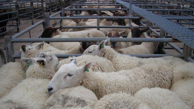 Sheep at livestock market