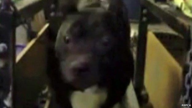 Pit bull on a treadmill