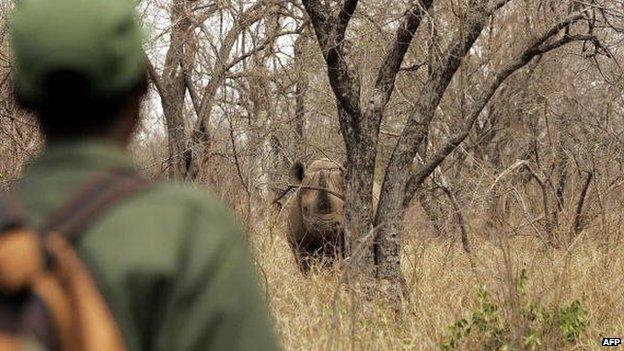 A warden watches a black male rhinoceros at a game farm in South Africa