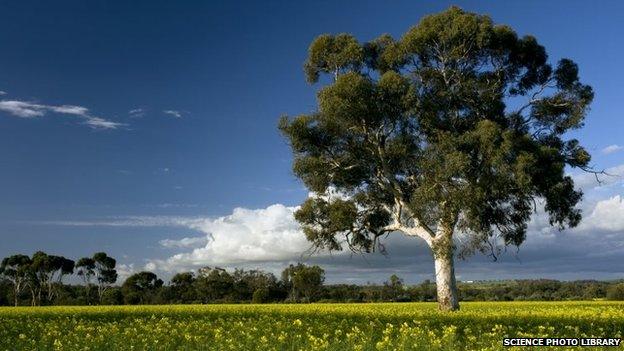 Field of Rape or Canola (Brassica napus) in flower and Eucalyptus tree, near York, western Australia.