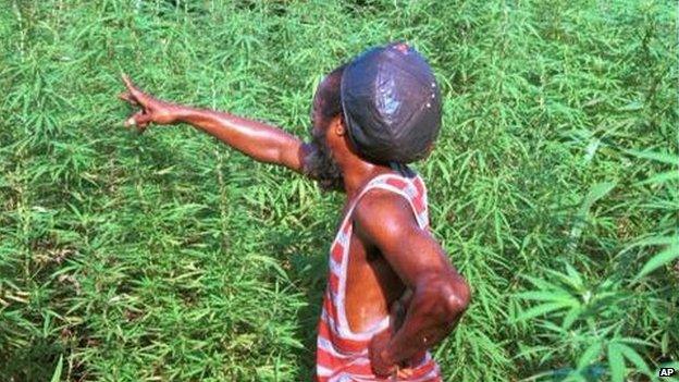 Marijuana plantation in Jamaica