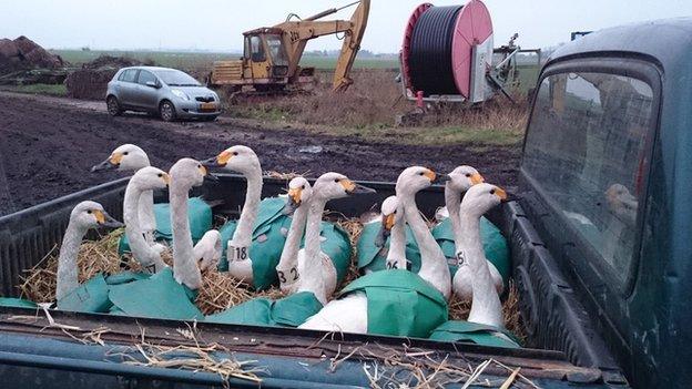 Swans at Welney