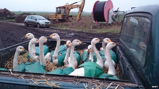 Swans at Welney