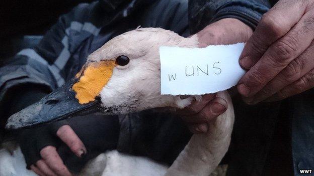 Bewick's swan