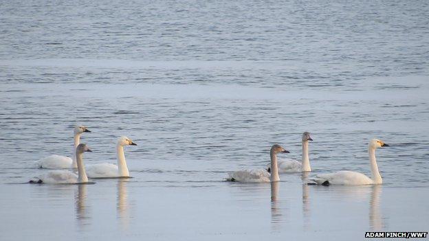 Bewick's swans at Welney