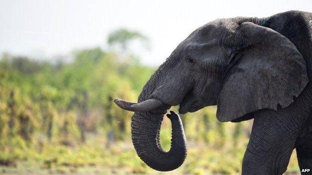 Elephant pictured in Hwange National Park in Zimbabwe - 2012