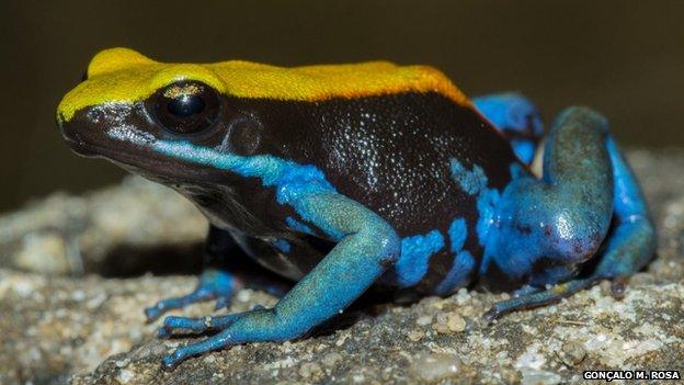 Madagascan frog