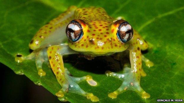 Madagascan frog