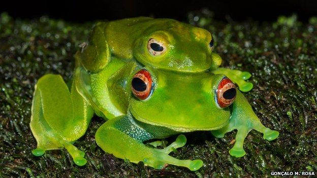 Madagascan frog