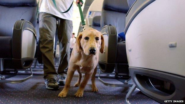 Dog on a plane