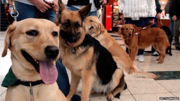 Dogs queuing