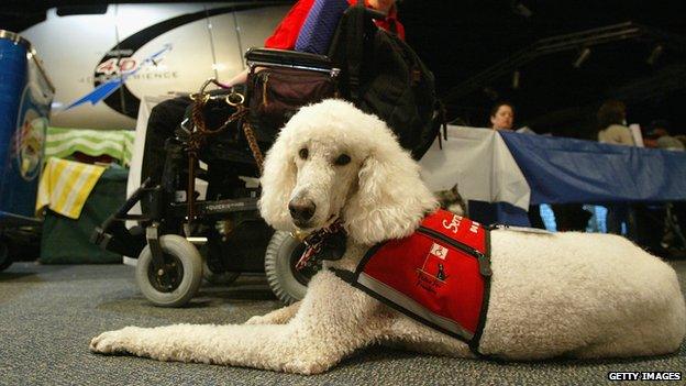 Service dog