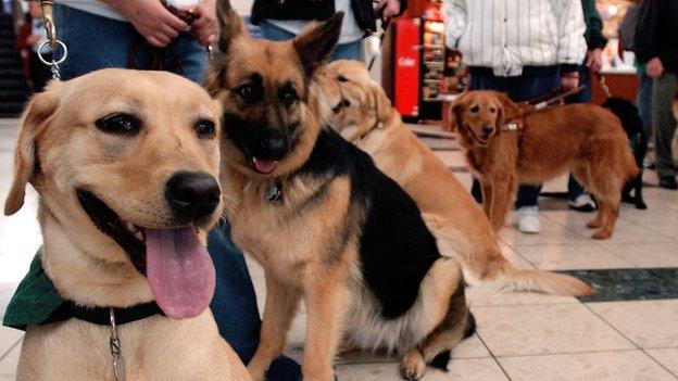 Dogs queueing