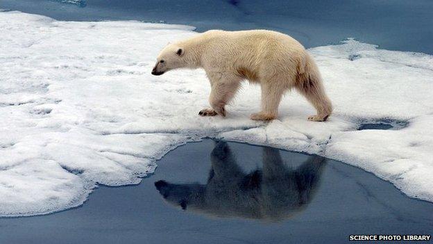 A polar bear in the Arctic