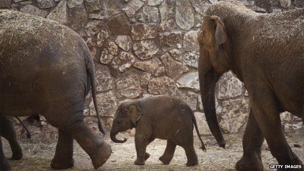 RAMAT GAN, ISRAEL - OCTOBER 13: New born Asian elephant calf Lalana walks with her mother and grandmother at the Safari Zoo on October 13, 2013 in Ramat Gan, Israel. Lalana was born one week ago.