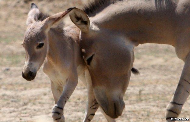 Donkey and foal