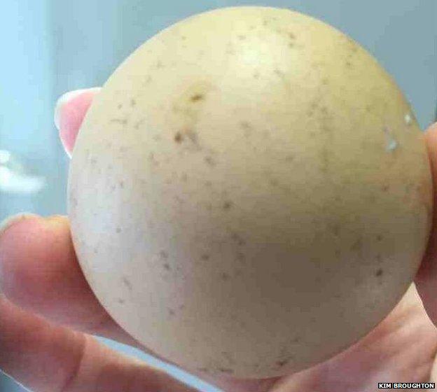 Round chicken egg