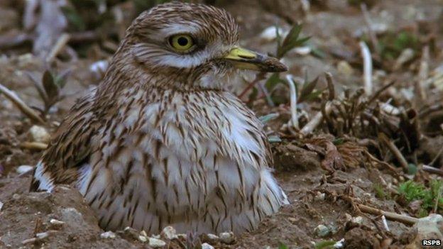 Stone curlew