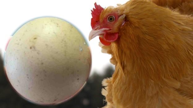 Round egg with Buff Orpington hen