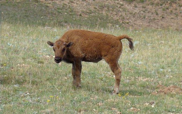 Beefalo calf