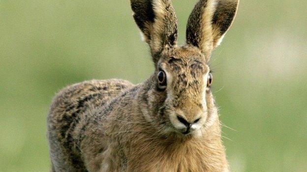 Brown hare