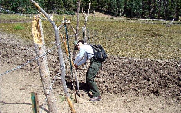 Martha Hahn fixing hole in fence.