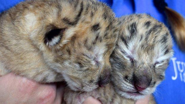 Liger cubs