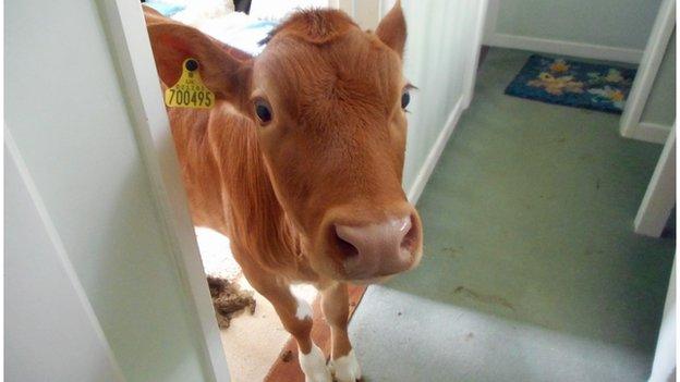 Cow