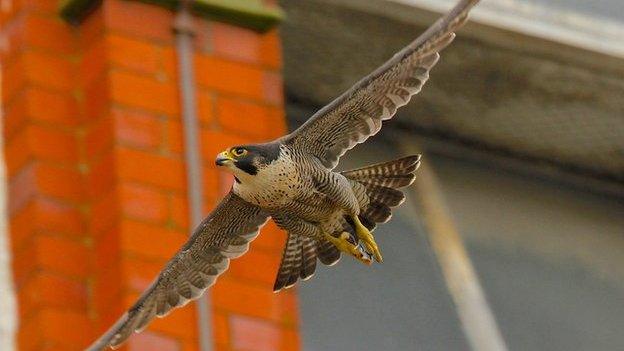 Peregrine falcon, East Mill, Belper