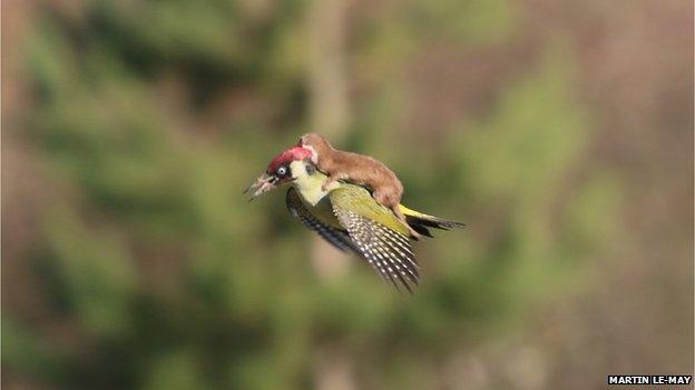 Woodpecker flying with weasel on back, Hornchurch Essex