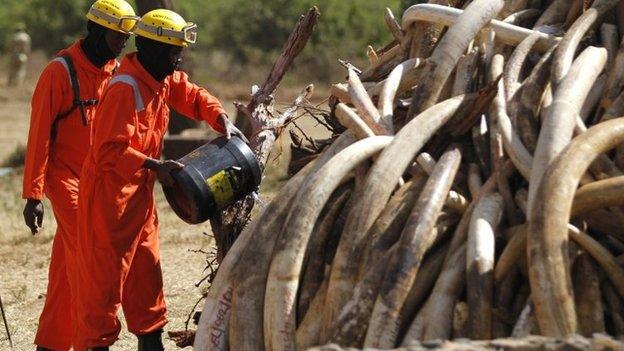 A Kenya Wildlife Service ranger pours petrol on 15 tonnes of ivory confiscated from smugglers and poachers ahead of burning it - 3 March 2015