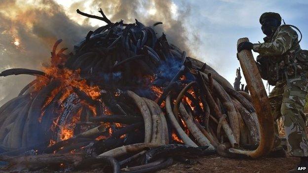 A Kenyan wildlife ranger puts a tusk on to a burning pile of 15 tonnes of elephant ivory seized in Kenya at Nairobi National Park - 3 March 2015