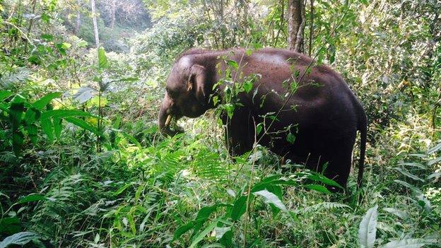 Elephant in rainforest