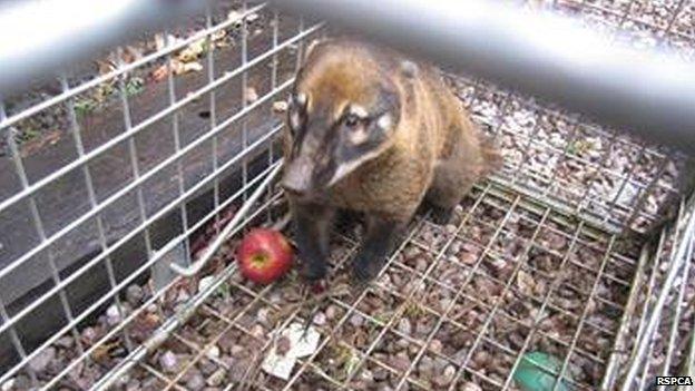 Coati