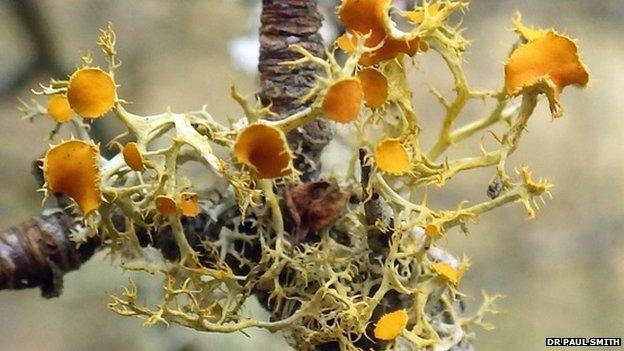 Golden-eye lichen