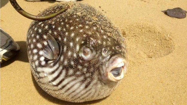 Picture of mass fish death in Singapore