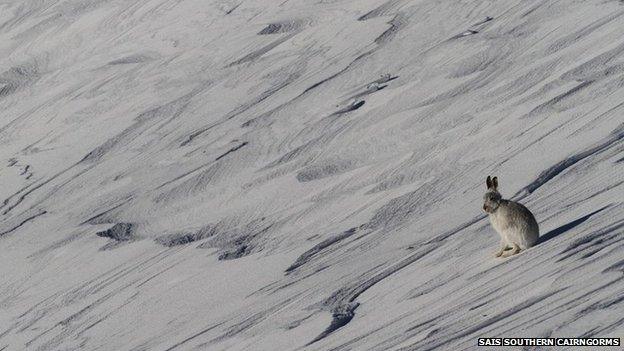 Mountain hare in Southern Cairngorms