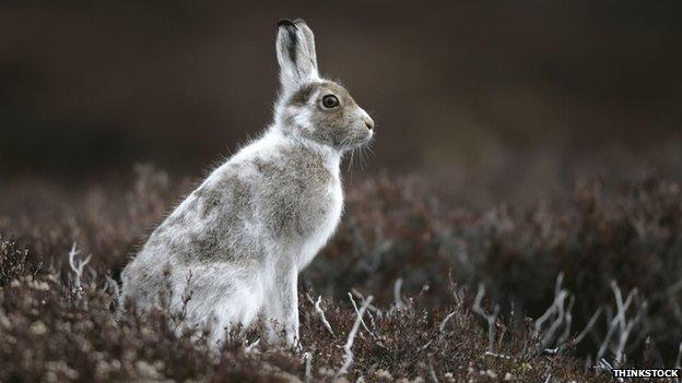 Mountain hare