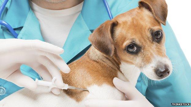 A dog looks mournfully at the camera as a vet injects him with a microchip